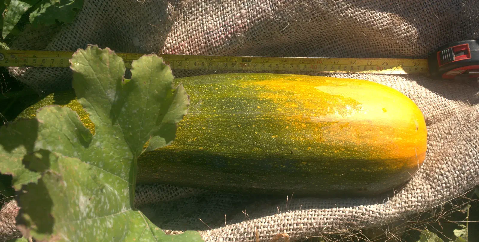 A twenty-inch Long Pie pumpkin on burlap beside a tape measure, still on the vine, its ground side turning orange
