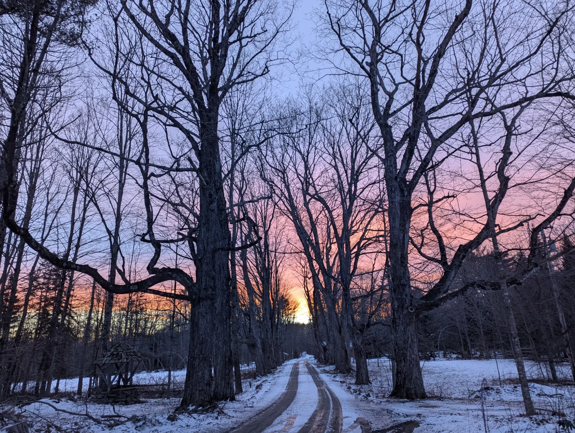 Winter allee at Wilder Farm