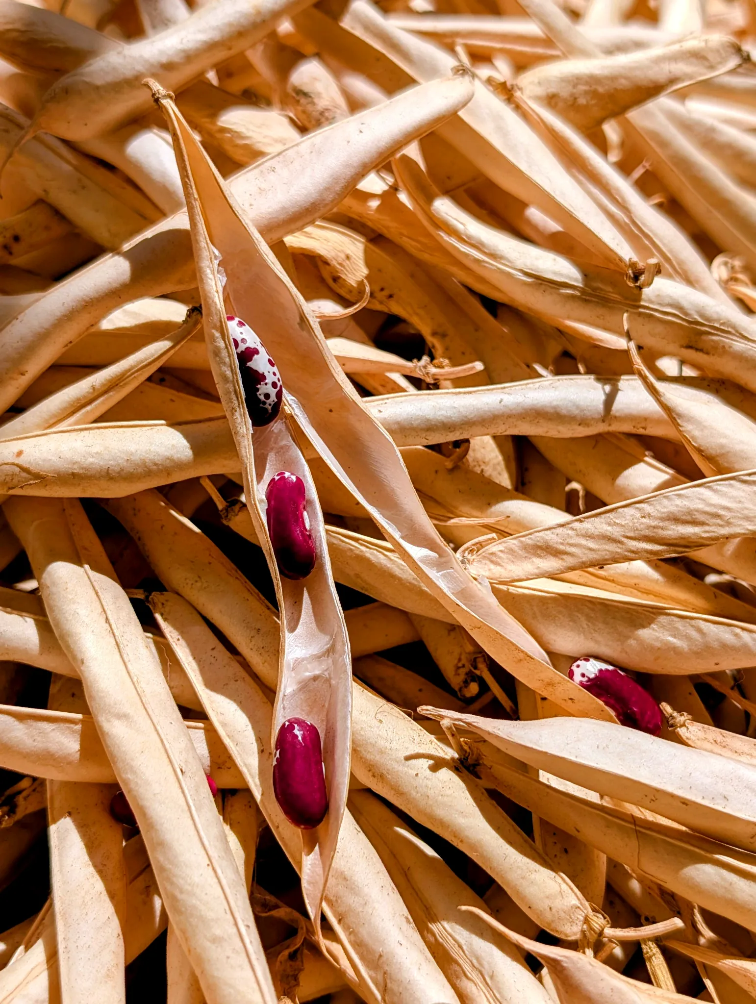 Jacob’s Cattle beans harvested and ready to thresh