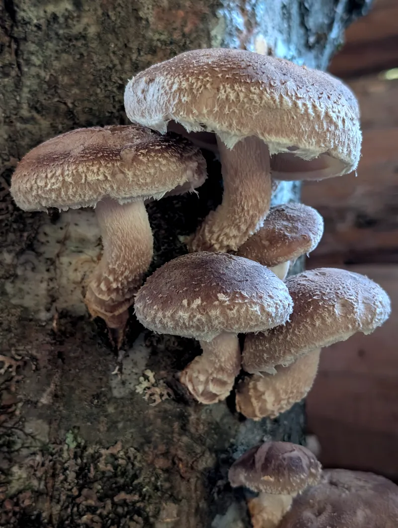Shiitake Mushrooms